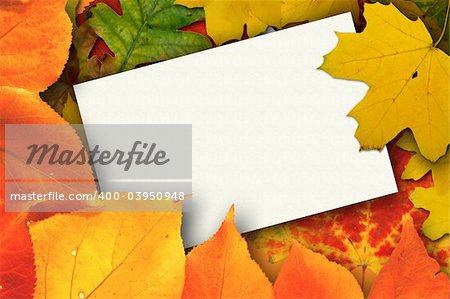 Blank card surrounded by beautiful autumn leaves      More autumn photos in my portfolio