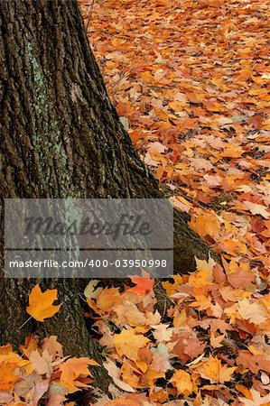 Colors of fall surround a tree trunk.