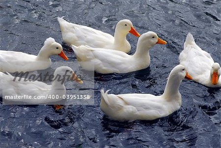 Flock of white ducks swimming in the pond