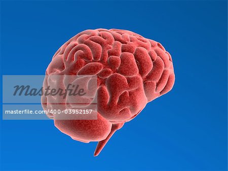 3d rendered anatomy illustration of a human brain