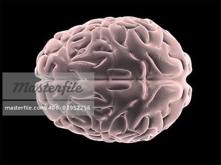 3d rendered anatomy illustration of human brain from the top