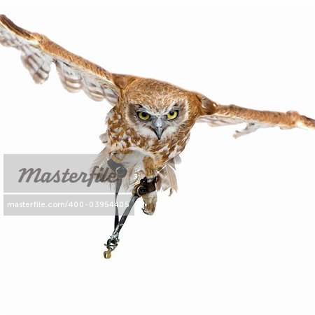 New Zealand owl (3 years) in front of a white background