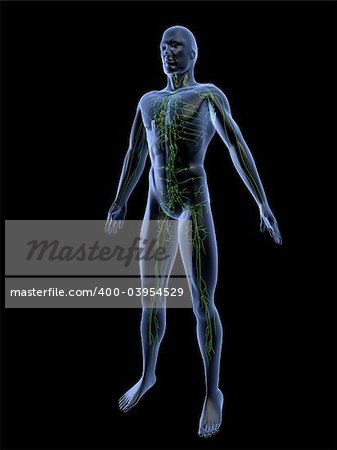 3d rendered anatomy illustrationof a human shape with the lymphatic system