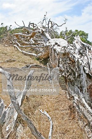 Dead tree at the australian outback (Victoria, Australia)