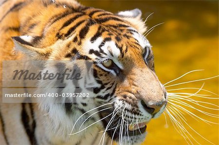 tiger in the water 2