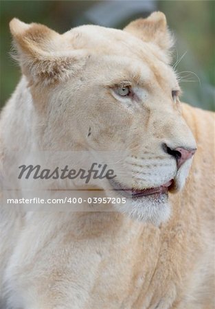 white lioness portrait