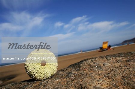 Green sea urchin on rock by the sea