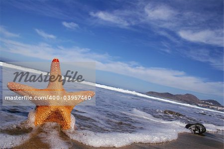 Starfish on the beach with blue sky, wave and foam
