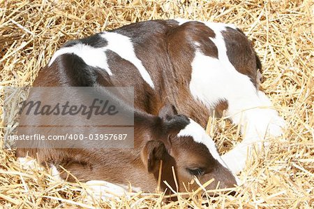 A little newborn calf sleeping in hay