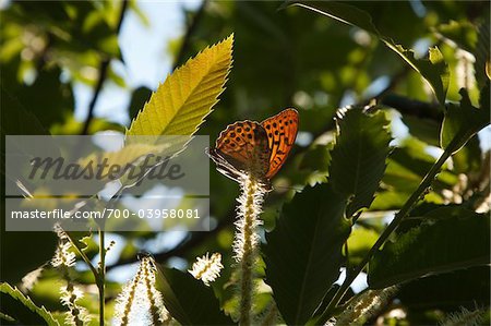 Schmetterling auf Süsse Kastanien Catkin, Epirus, Griechenland