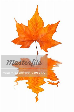 One maple leaf, reflected on water background