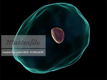 3d rendered close up of a cell with nucleus