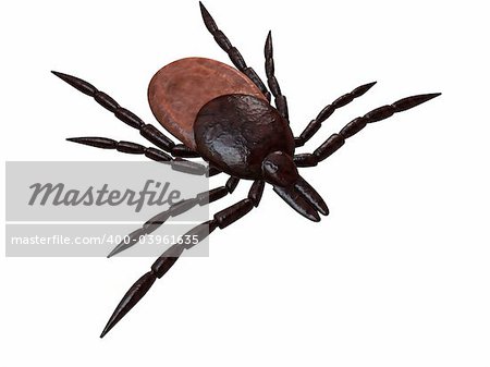 3d rendered illustration of a tick