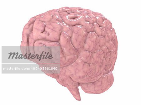 3d rendered anatomy illustration of a human brain