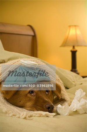 Sick as a dog concept - Dog in bed with scarf and water bottle on its head.