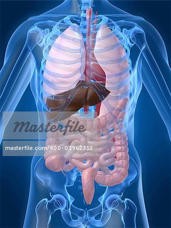 3d rendered anatomy illustration of a human skeleton with organs