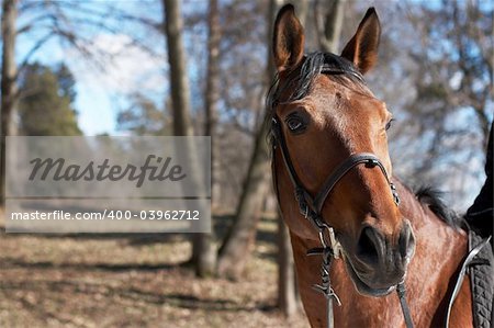 Beautiful race horse in a spring wood