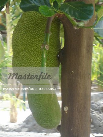 Growing Jackfruit