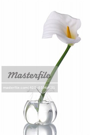 A white calla on a glass jar with water, reflected. Isolated on white background