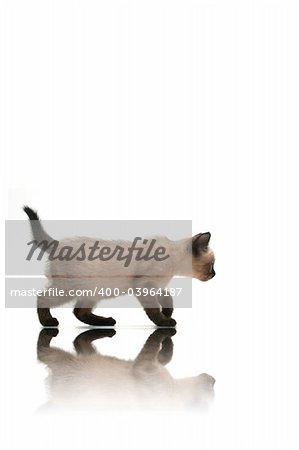 Small kitten walking with reflection on white background.