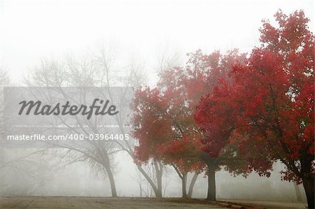 colorful foggy morning with row of trees