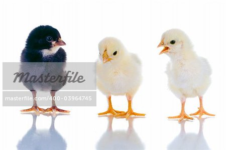 Photo of three cute baby chicks, with reflection, over white background. Studio shot.