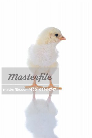 Photo of a cute chick in profile, with reflection, over white background.