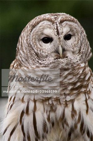 Barred Owl Close Up Black and White Owl