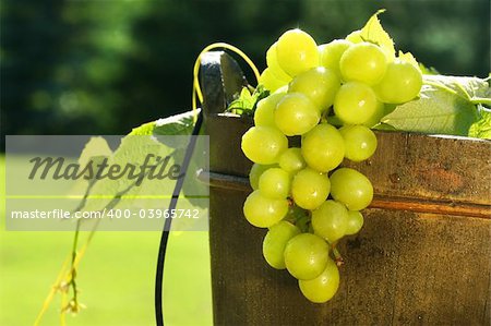 Green grapes in a wine bucket