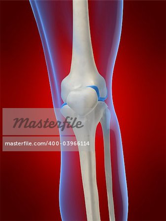 3d rendered anatomy illustration of a human skeletal knee