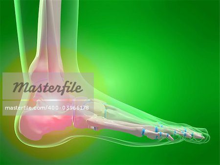 3d rendered x-ray illustration of a human skeletal foot with pain