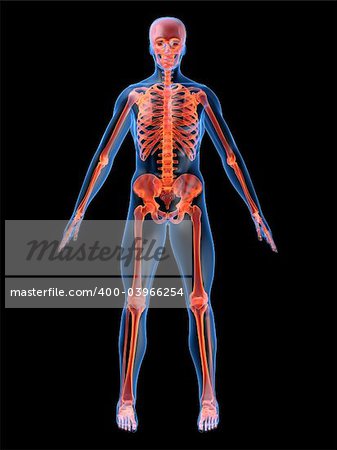 3d rendered anatomy illustration of a human skeleton