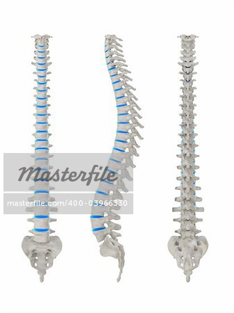 3d rendered anatomy illustration from different signs of a spine