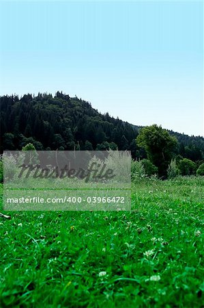 Green hill with blue sky. Summer landscape