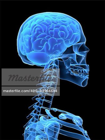 3d rendered x-ray illustration of a human head with brain