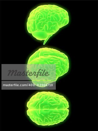 3d rendered anatomy illustration from different signs of a human brain