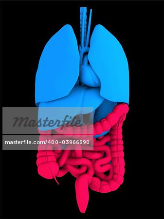 3d rendered anatomy illustration of human organs with red intestines