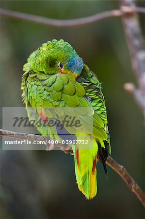 The White-fronted Amazon Parrot (Amazona albifrons) is native to Central America and southern Mexico; and is most often seen in small flocks of up to 20 birds. They are seen in a variety of different habitats from wet regions such as rainforests, to drier areas such as cactus savannahs. In the wild, they are not shy and people are often able to approach them.