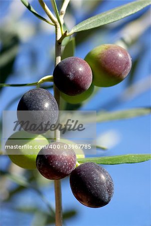 Olives Of The South Zone Of Portugal.