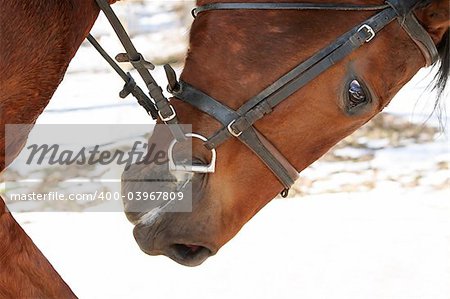 Head of a race horse with a bridle