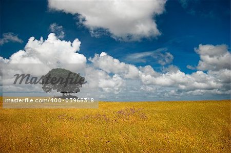 Landscape of a golden meadow with a beautiful blue sky