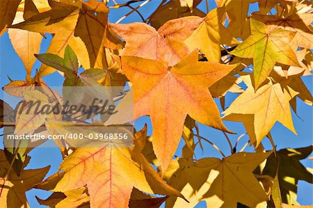 Autumn Fall Leaves background.