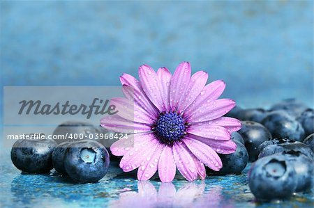 Pink daisy with blueberries on aqua blue background