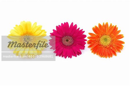 Three colorful gerber daisies in isolated white