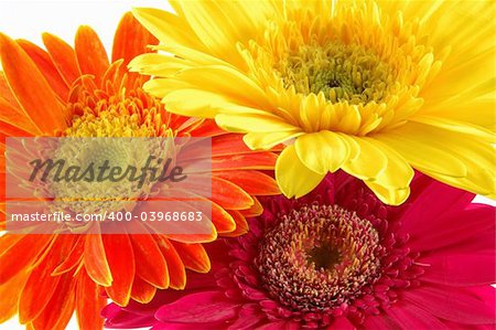 Close up of three colorful gerber daisies in isolated white