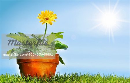 Flower pot on the grass against a blue sky