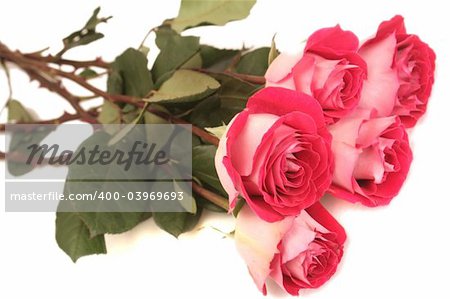 Five pink roses lay on a white background