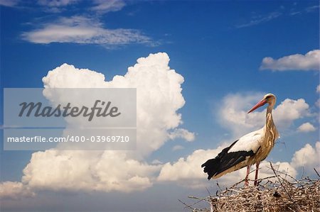 White stork on nest with beautiful sky as background.