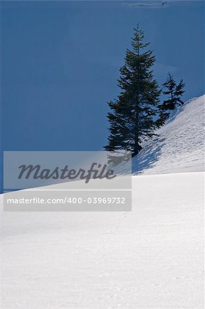 Pinetree in snow field in Switzerland.