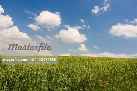 Landscape : Green field, blue sky and big white fluffy clouds. Tuscany, Italy